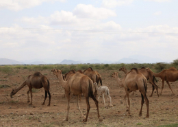 Camel fibre comes from camels deborah-dunbar-4XhcUYCDzGg-unsplash