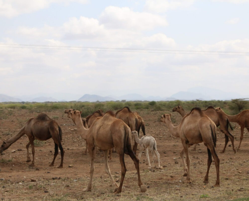 Camel fibre comes from camels deborah-dunbar-4XhcUYCDzGg-unsplash