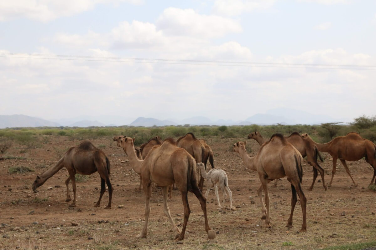 Camel fibre comes from camels deborah-dunbar-4XhcUYCDzGg-unsplash