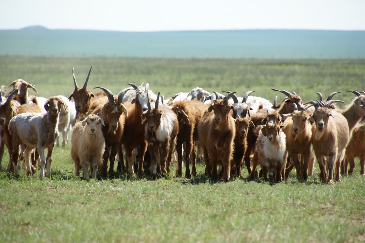 Cashmere comes from Cashmere Goats