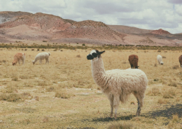 Llama fibres comes from llamas paz-arando-ZHmvek0kJW8-unsplash