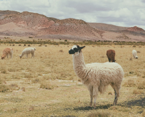 Llama fibres comes from llamas paz-arando-ZHmvek0kJW8-unsplash