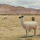 Llama fibres comes from llamas paz-arando-ZHmvek0kJW8-unsplash