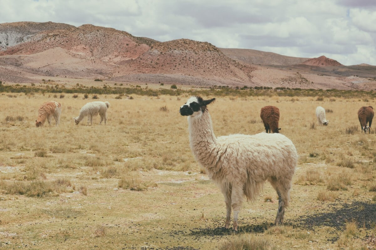 Llama fibres comes from llamas paz-arando-ZHmvek0kJW8-unsplash