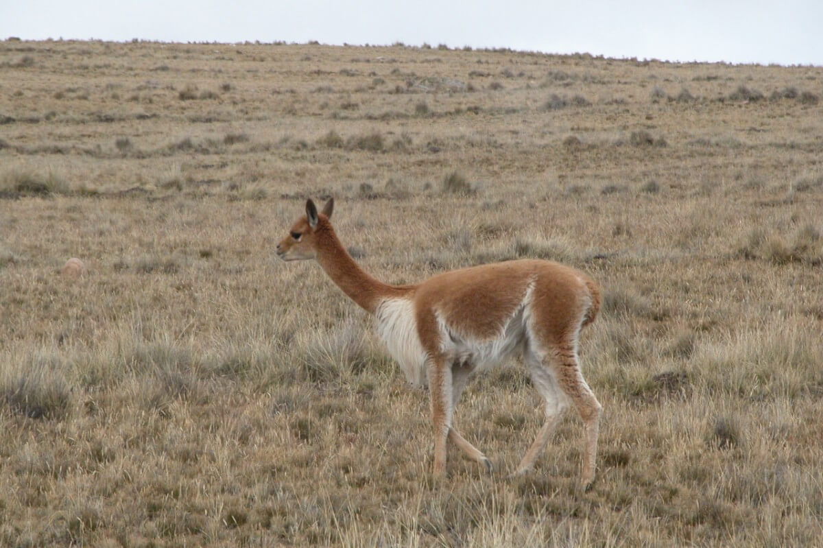 Vicuna fibre comes from Vicunas