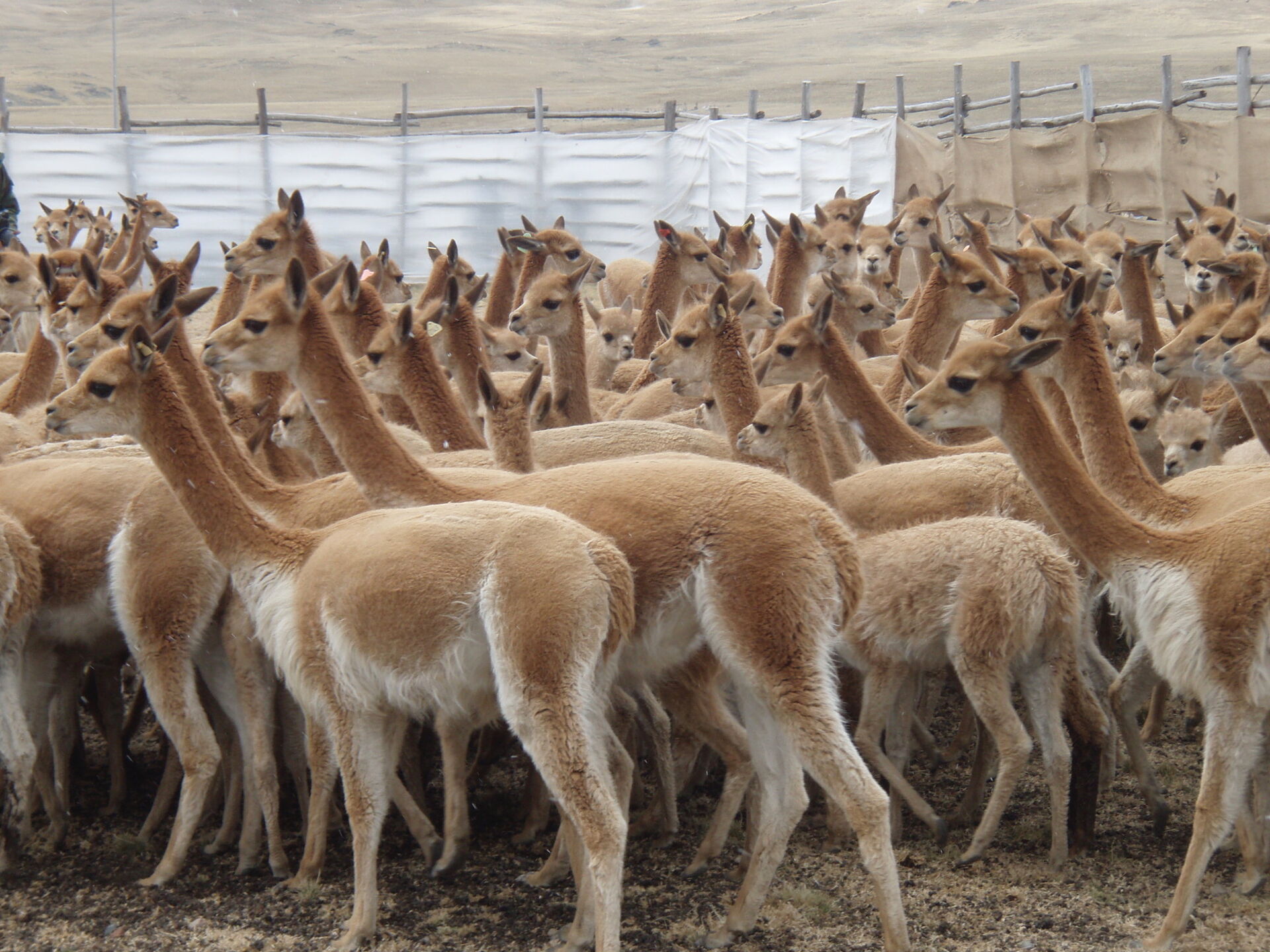 Animal Fibres - Get an Overview - Pettinatura Di Verrone Animal Fibres - Get an Overview - Pettinatura Di Verrone