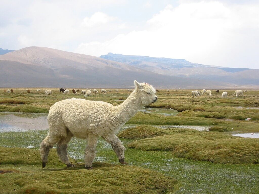 Lama