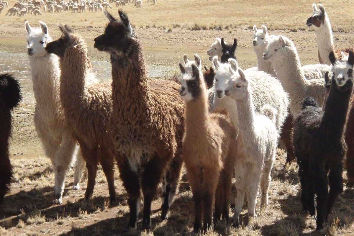 First image of Lama