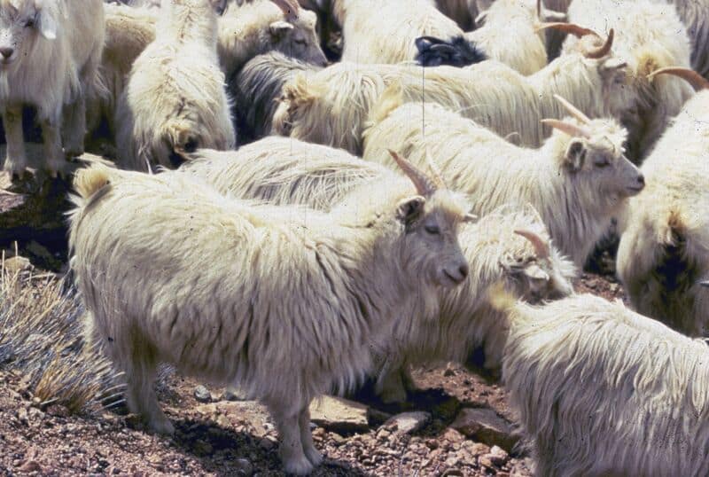 First image of Cashmere