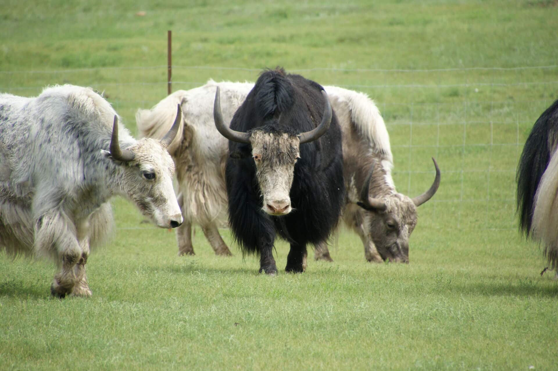 First image of Yak