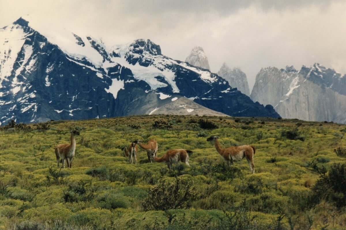 First image of Guanaco