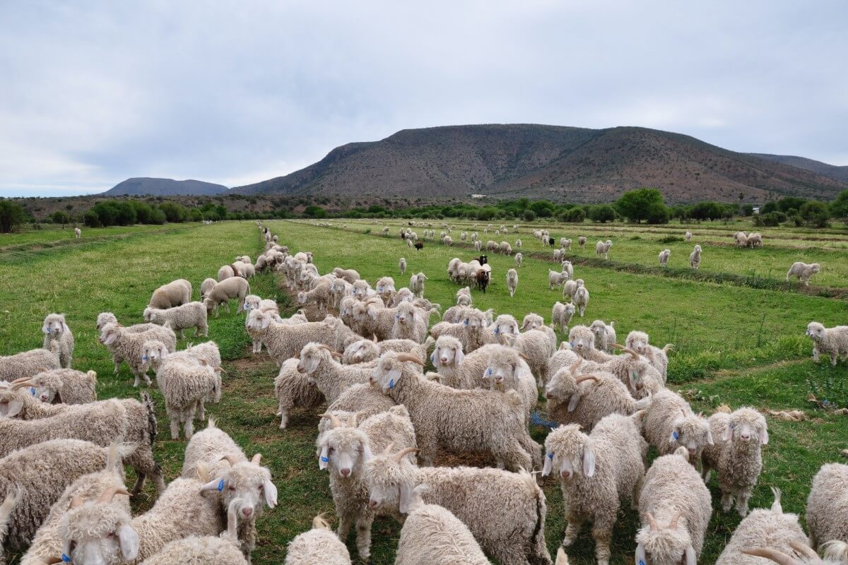 First image of Mohair