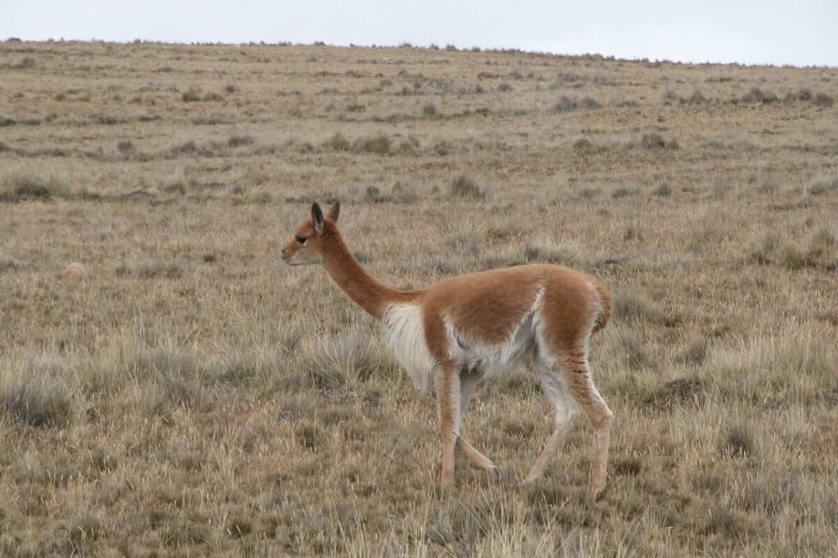 First image of Vicuña